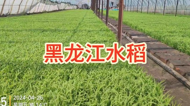 水溶肥黑龙江陈叔水稻苗用夫沃施沃叶微生物菌剂+根乐夫,播种十二天苗长势好,苗齐苗壮,根系都是白根,根长,比播种早七八天的长势还要好.