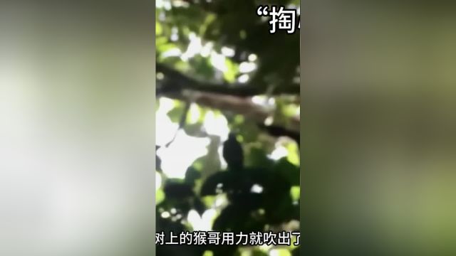 原始部落利用毒箭狩猎猴子,一发毒箭直接就将猴哥从树上射了下来,一次出门就能猎杀五只猴哥#野生动物零距离#原始部落#猴子