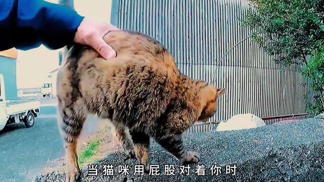 猫咪屁股对着你,是想让你帮它舔屁屁 #猫咪 #宠物猫 #宠物科普 #铲屎官与主人 #冷知识 #舔猫 #爱猫 #宠物知识 #动物冷知识 #动物百科