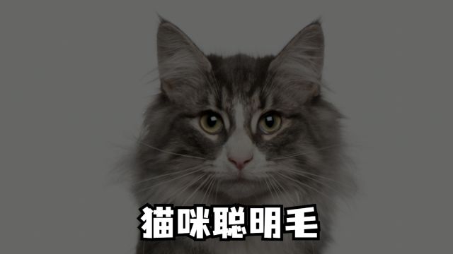 猫咪的聪明毛,原来这么有用.