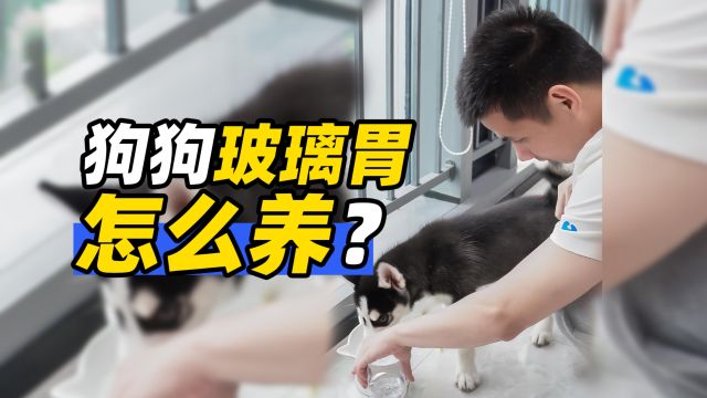 狗狗玻璃胃怎么养?