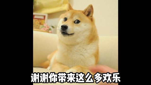 doge,晚安~