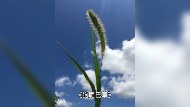 《狗尾巴草》