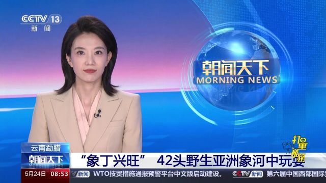 云南勐腊:“象丁兴旺”,42头野生亚洲象河中玩耍