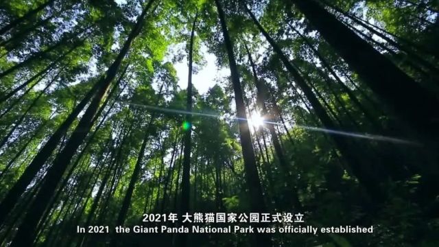 生物多样性优秀案例(64) | 四川大邑县努力建设熊猫家园