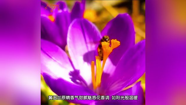 黄玉兰原精 | 甜腻魅惑花香调 如阳光般温暖