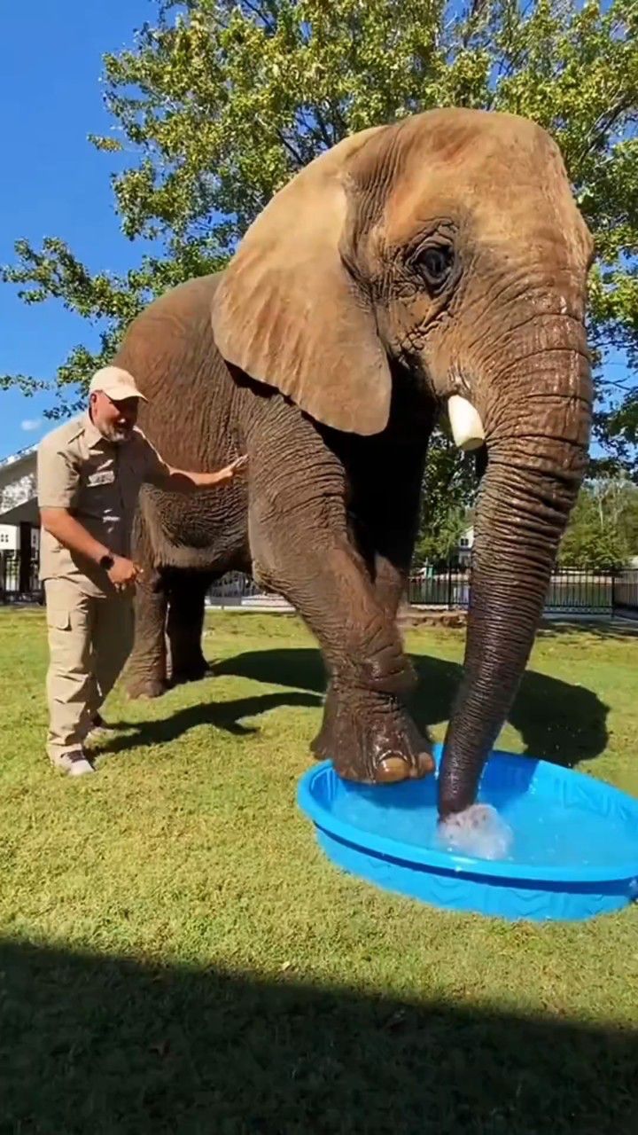 大象的脚趾需要定时修剪