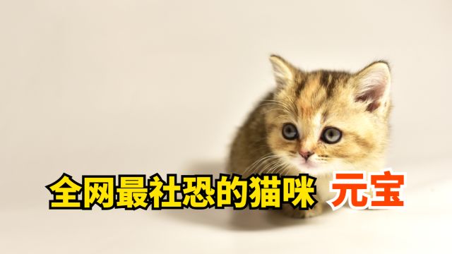 全网最社恐的猫咪,又怂又可爱