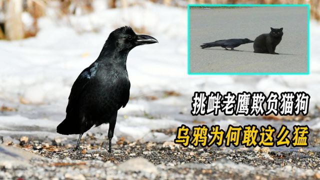 拿老鹰当坐骑,不把任何生物放眼里,乌鸦为何敢这么猛?