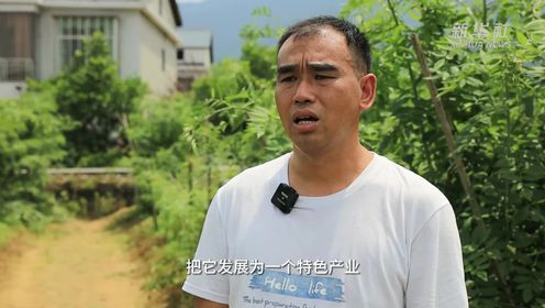 湖南郴州：乌泡不再“刺儿头” 游客采摘自由