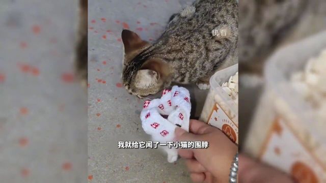 赏金猎猫女生以冻干作为悬赏,请狸花猫帮忙找回丢失的小橘