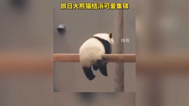 “熊孩子”能有多淘气?旅日大熊猫结浜可爱集锦