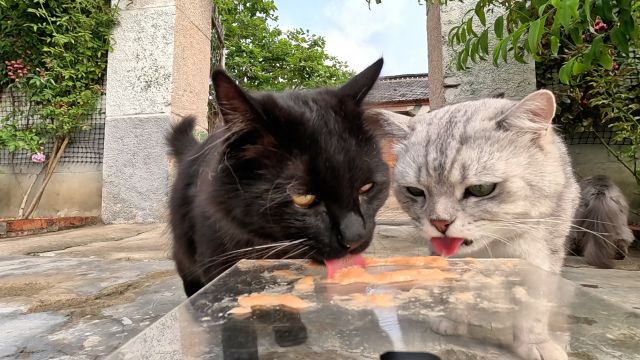 田园小萌宠,我镜头下的小猫小狗,小动物们能有多治愈