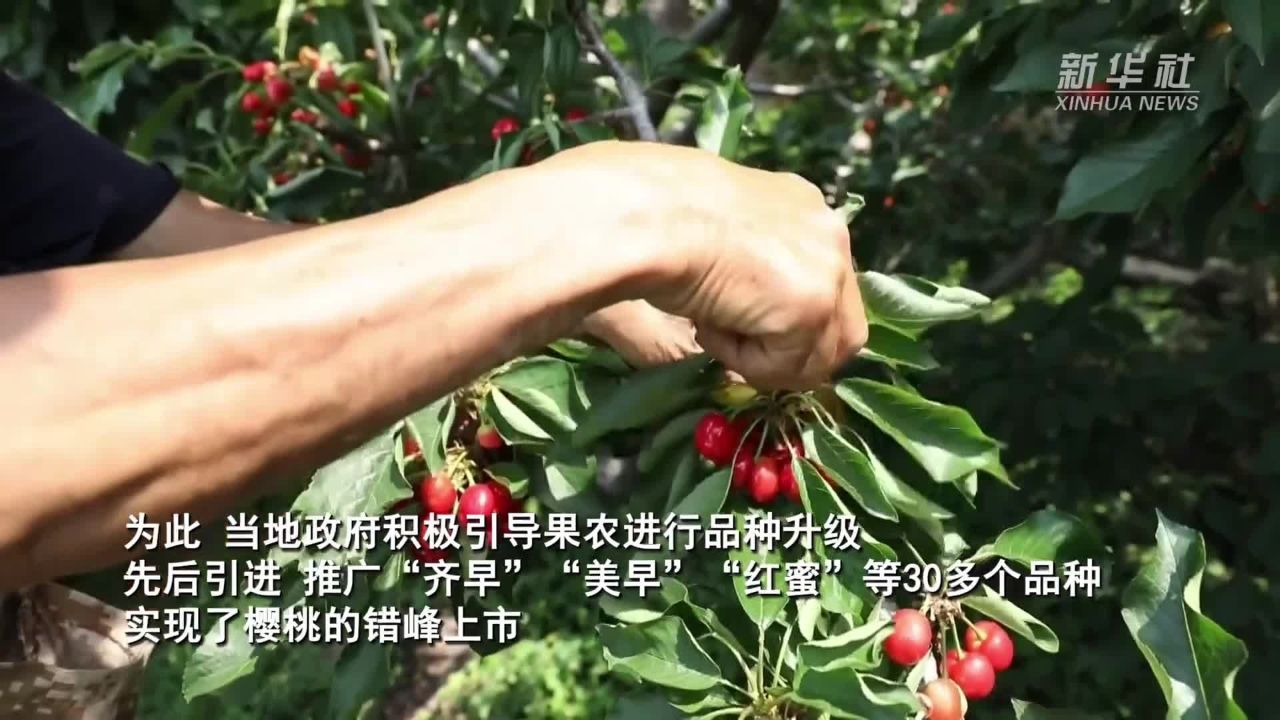 山东沂源:"小樱桃"映红乡村振兴
