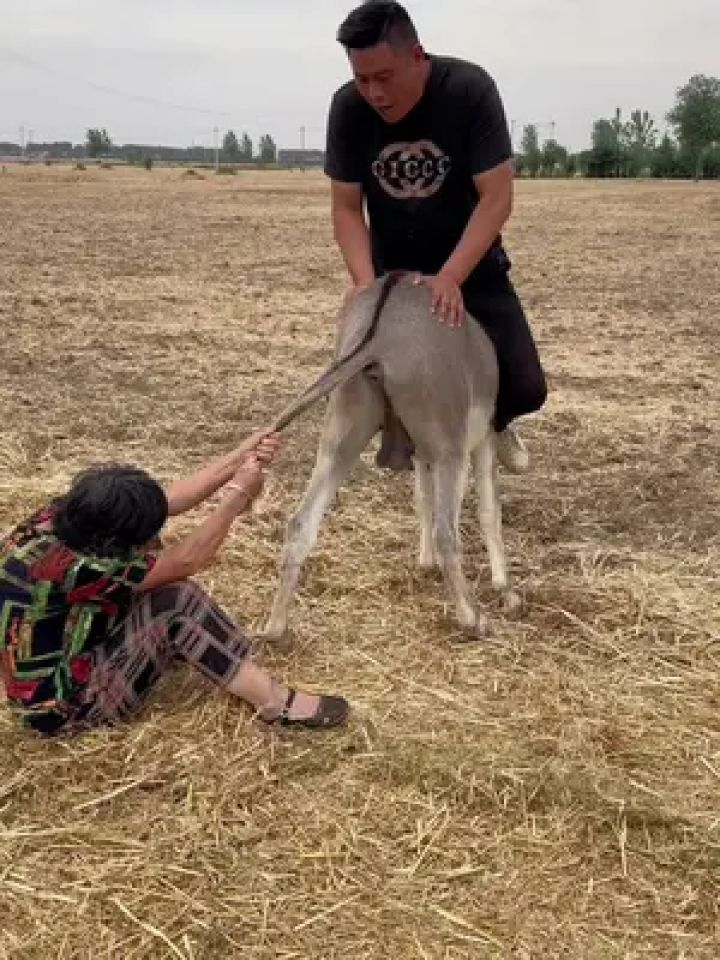 叫她拉紧不拉紧从驴身上掉下来了#剧情 #记录真实生活 #搞笑