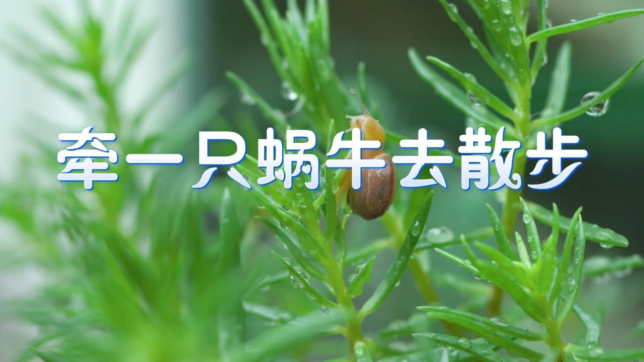 牵一只蜗牛去散步-亲子故事,少儿故事,少儿演讲等主题配乐背景视频