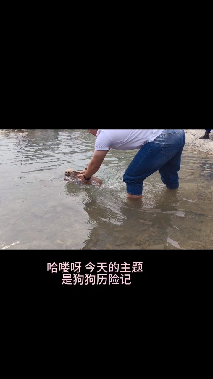 哈喽呀 今天的主题 是狗狗历险记