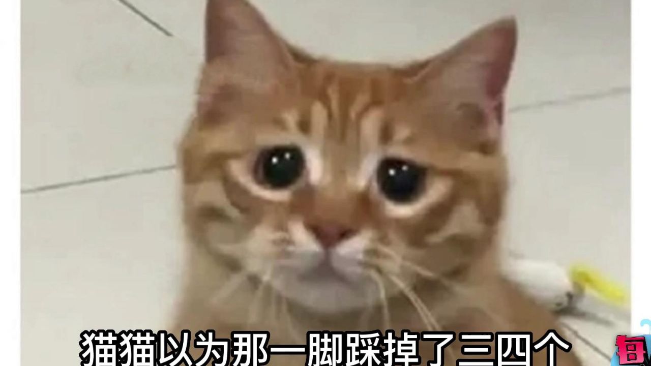 【每日一囧】分享一只善良的笨蛋猫猫