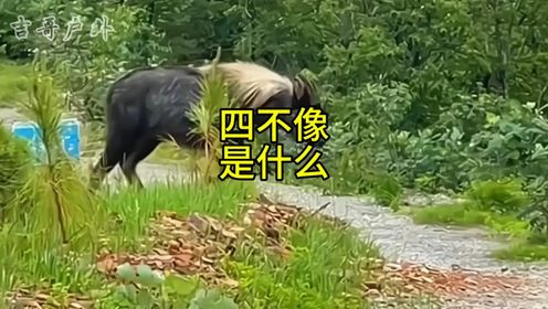 今天为大家科普四不像,四不像到底是什么动物?