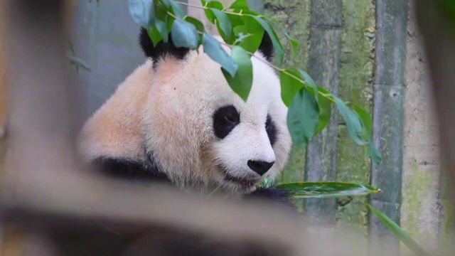 基地之花北川:守了几天,终于拍到其正脸,确实太美了