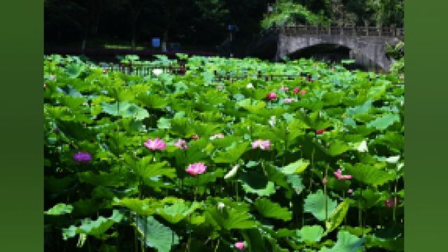 映日荷花别样红!快来江北区石门公园收获“好运莲莲”