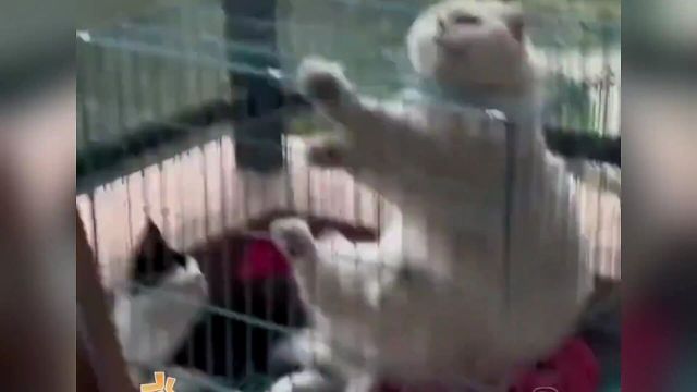 打扫卫生把猫关笼子里了,白猫闲不住打开笼子!