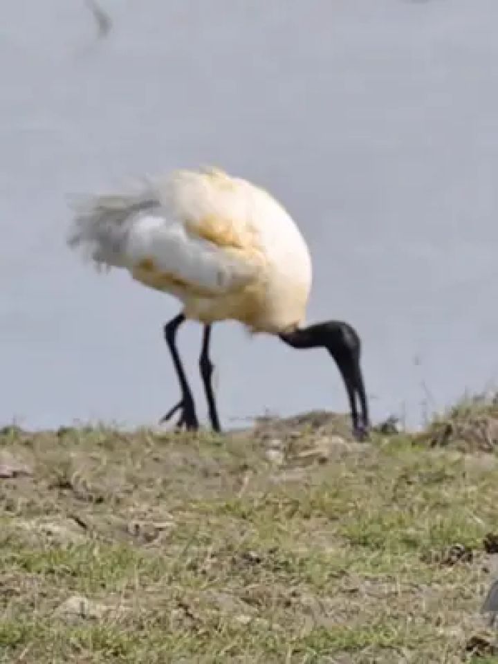 野生鸟类摄影 #黑头白鹮 #动物鸟世界