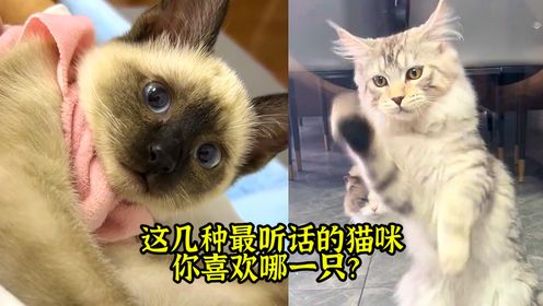 这几种最听话的猫咪，你喜欢哪一只？_高清1080P在线观看平台_腾讯视频