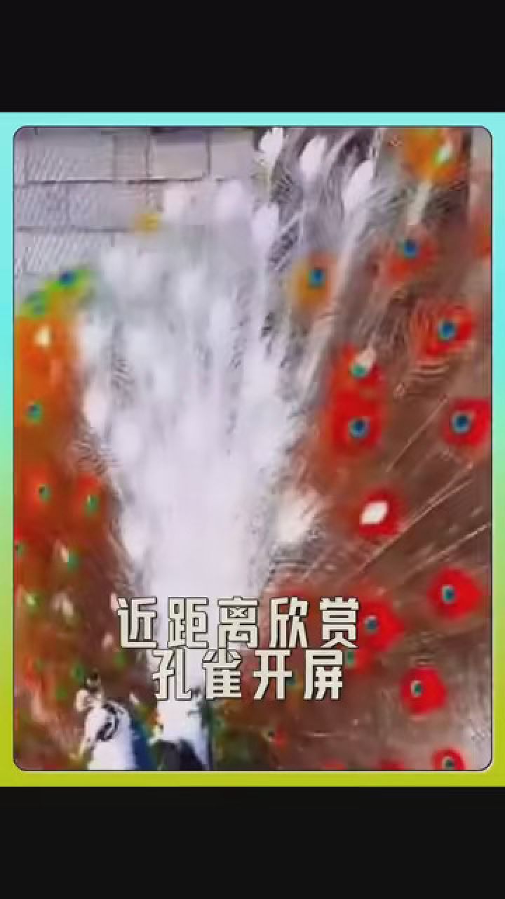 搞笑 #爆笑动物