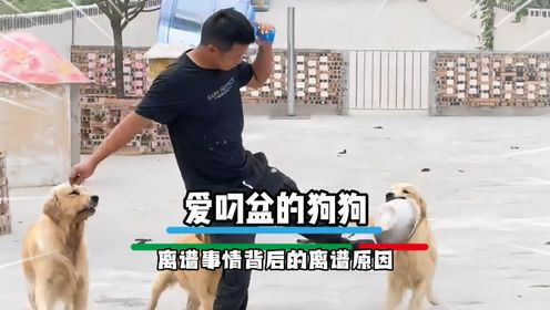 笑不活了果然可怜之狗必有可恨之处啊#离谱#狗狗_高清1080P在线观看平台_腾讯视频