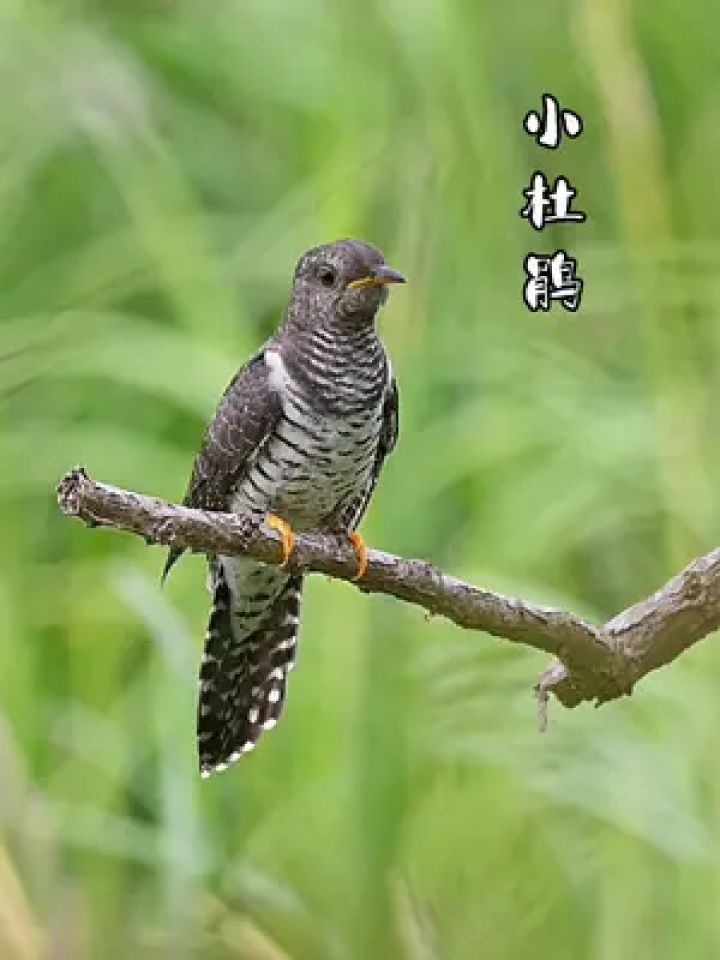 小杜鹃在吞下虫子之前,总会有这么个动作.