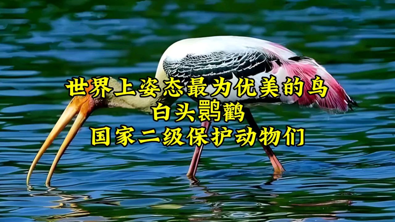白头鹮鹳:世界上姿态最为优美的鸟(国家二级保护动物)