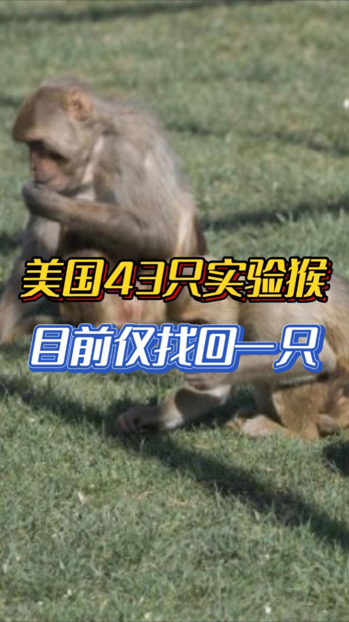 美国43只实验猴目前仅找回一只