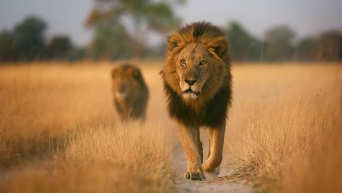 大猫全实录_总预告:大型猫科动物为争夺霸主地位而战!_腾讯视频