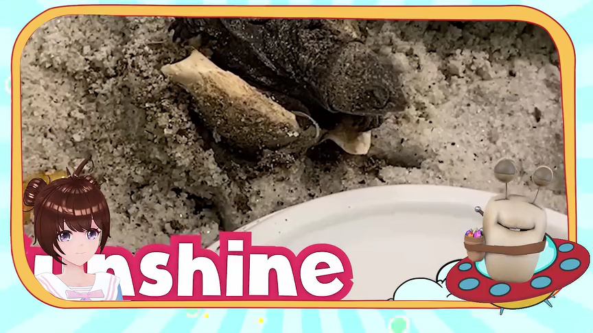 白白侠的动物朋友 322集