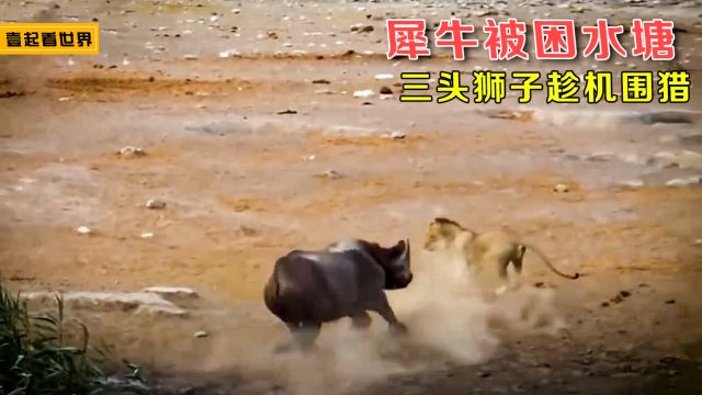 国外野猪泛滥 为清理野猪设陷阱捕猎 轻松获得十几头