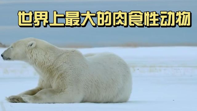 北极熊是世界上最大的食肉性动物,冰雪世界的王者