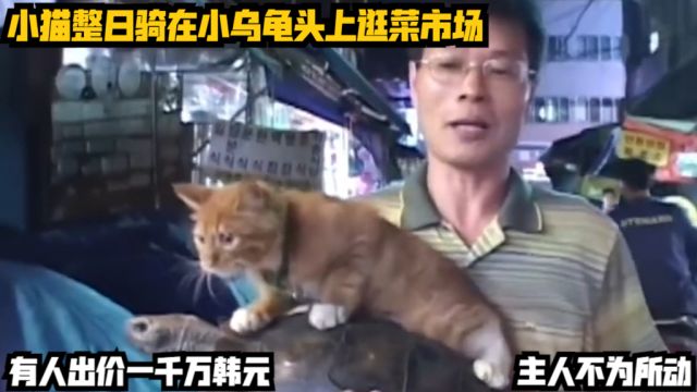 小猫整日骑在小乌龟头上逛菜市场,有人出价一千万韩元,主人不为所动