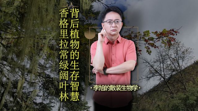 香格里拉常绿阔叶林背后的植物生存智慧