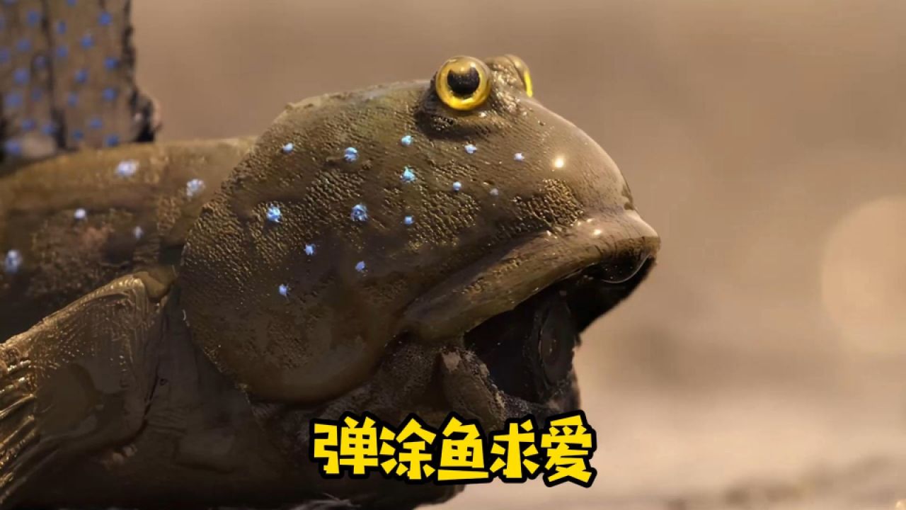 你知道弹涂鱼是怎么求爱的吗|纪录片
