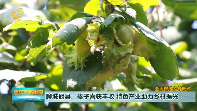 聊城冠县:榛子喜获丰收,特色产业助力乡村振兴,热土捧出家乡美