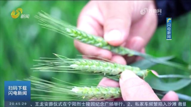 各地抢抓时机,积极开展小麦“一喷三防”作业,确保夏粮丰产丰收