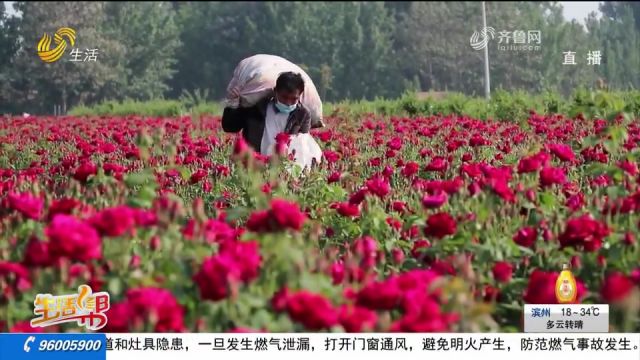 巨野“玫瑰村”:发展玫瑰产业,延伸产业链条,绽放“美丽经济”