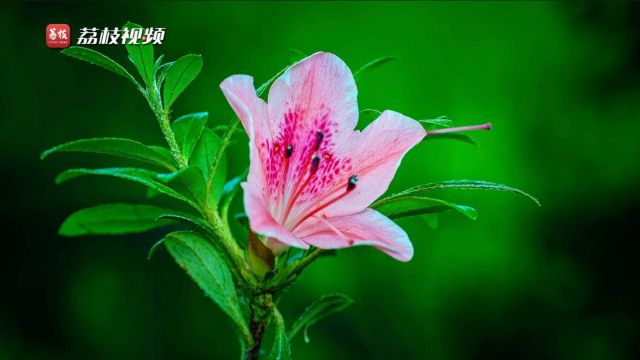 繁花似锦!花缀杜鹃缓缓盛开好似窈窕淑女