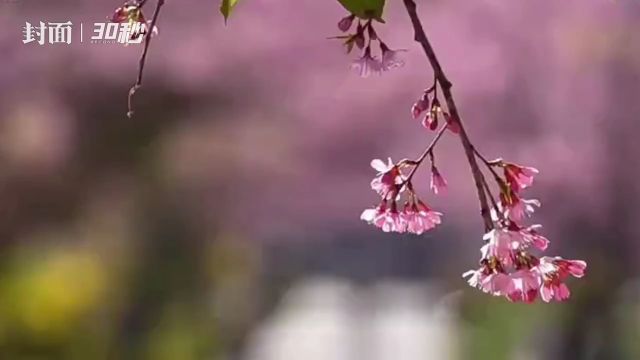 30秒丨冬至时节“花枝不断四时春” 攀枝花市仁和区冬樱花美不胜收