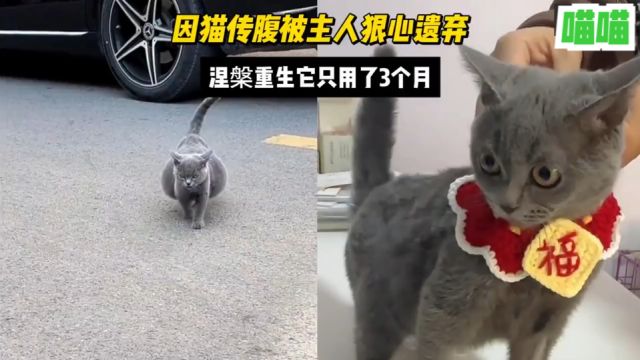 因猫传腹被主人狠心遗弃,结果涅槃重生它只用了三个月,太治愈了