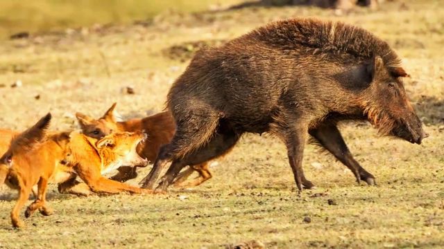 甘肃拍到13只豺一起觅食,位居四大猛兽之首它们有多凶猛?捕食野猪