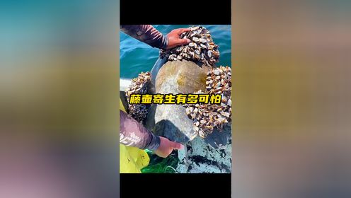让海洋生物痛不欲生的藤壶有多可怕，一旦被附着一辈子都甩不掉_高清1080P在线观看平台_腾讯视频