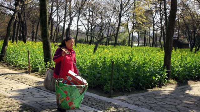 苏城花讯:天平山油菜花,迎春绽放!