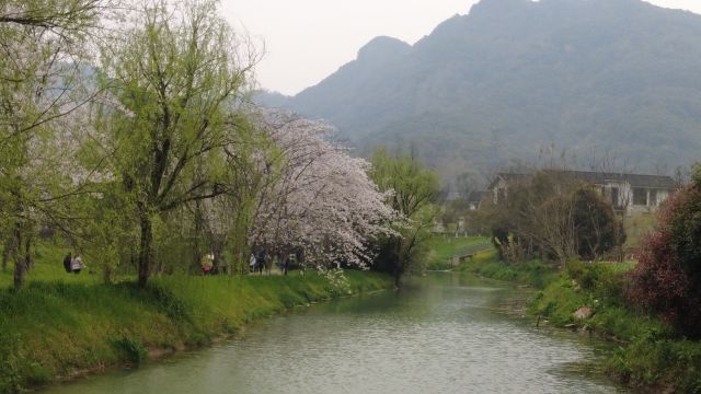 绍兴宛委山浪漫樱花恣意绽放,代表着希望象征着爱情,错过等一年